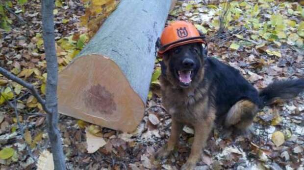 Прикольные картинки. Дневной выпуск (59 фото)