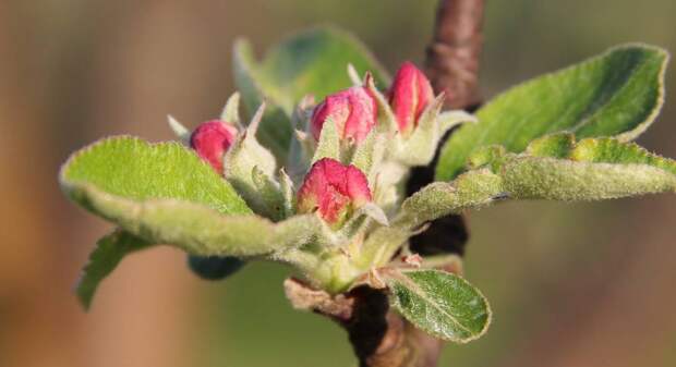 Картинки по запросу Как правильно привить яблоню весной - способы прививки черенков