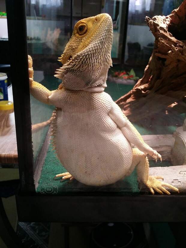 ящерица