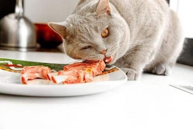 Кот ест мясо