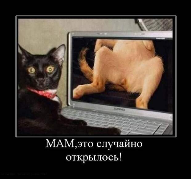 Сборник моих демотиваторов демотиватор, сборник