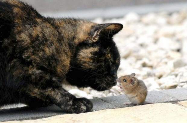 Удивительные фото кошки и мышки с непредсказуемым концом животные, коты, мыши