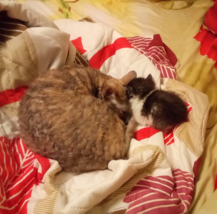 кошка и котенок