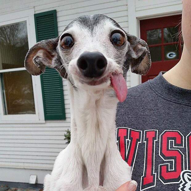 Zappa dog, двойник Сида из Ледникового периода, собака Заппа, собака с высунутым языком