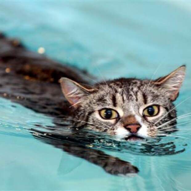 Кошке в ухо попала вода: чем ей помочь? 