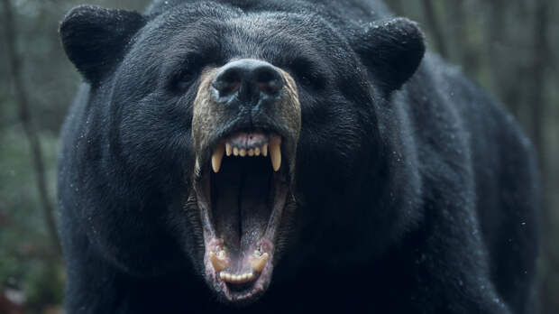 Медведь утащил ребенка из класса во время уроков