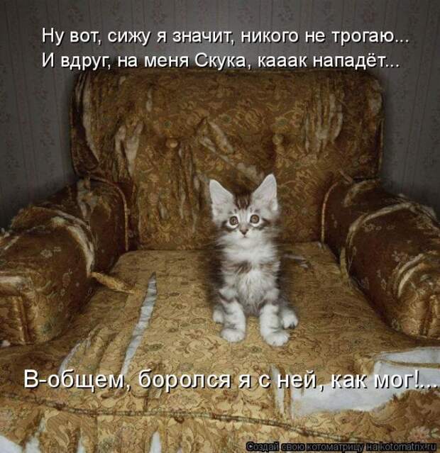 Лучшие котоматрицы недели (50 фото)