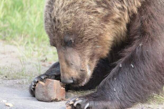 Встреча с медведем Встреча с медведем Ухта, медведь, сыктывкар