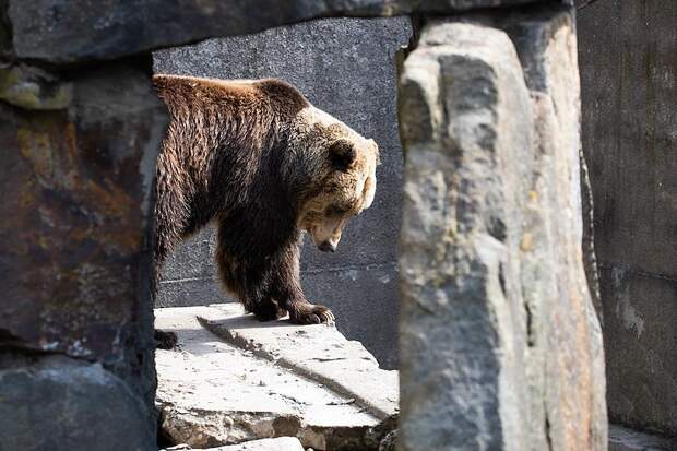 В российском регионе проведут «перепись» бурых медведей