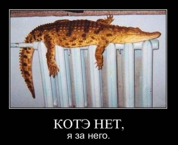 1587452359_demki-1.jpg