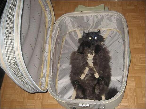 Приколы