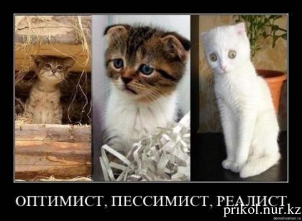 4809770_Kotikirealistpessimistoptimist (420x308, 33Kb)
