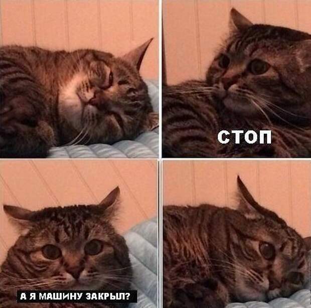 Автоприколы