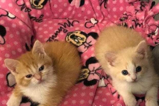 Котята на покрывале Котята лежат