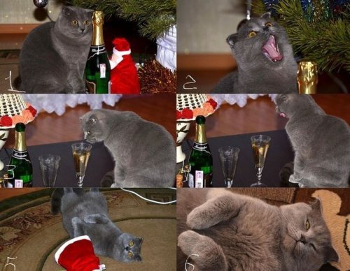 Немного новогодних приколов