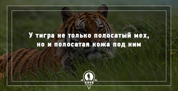 15 удивительных фактов о животных 15 удивительных фактов о животных животные, факты