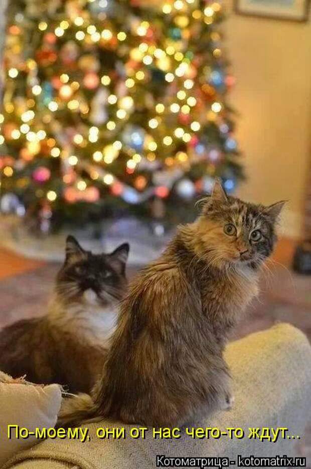 Почему ждут новый год. Ёлки и коты Котоматрица. Кот и елка. Кот и елка с надписями. Котоматрица, кот и елка.