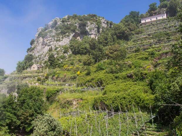 Vine terraces on Path of the Gods hike, Amalfi Coast