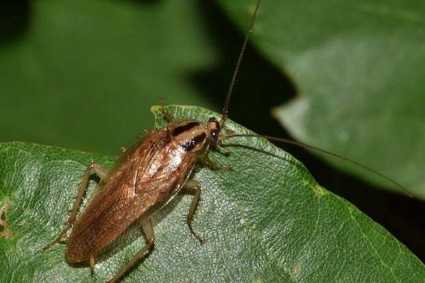 9 интересных фактов о тараканах
