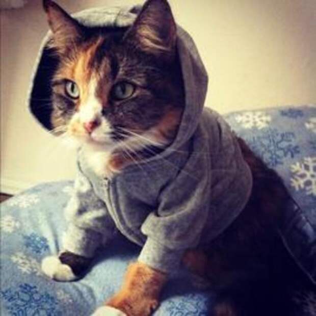кошка в кардигане 