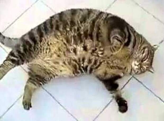 кот
