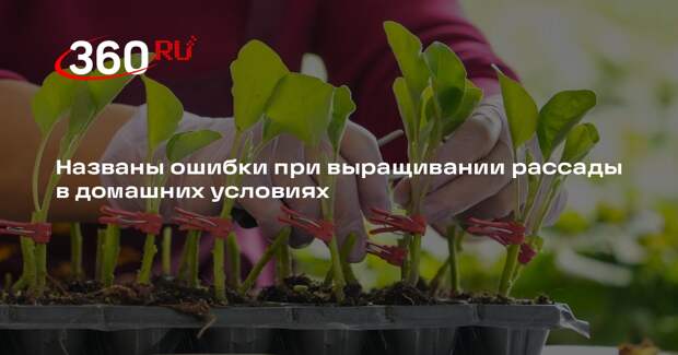 Агроном Терентьев: не оставляйте рассаду в тепле без света, чтобы не вытянулась