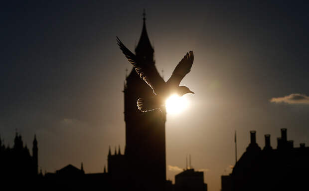 Чайка и Биг-Бен в Лондоне Чайка и Биг-Бен в Лондоне