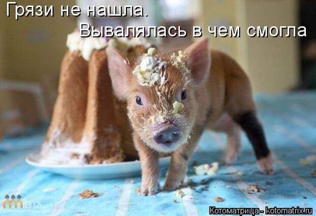 Котоматрица: Грязи не нашла. Вывалялась в чем смогла