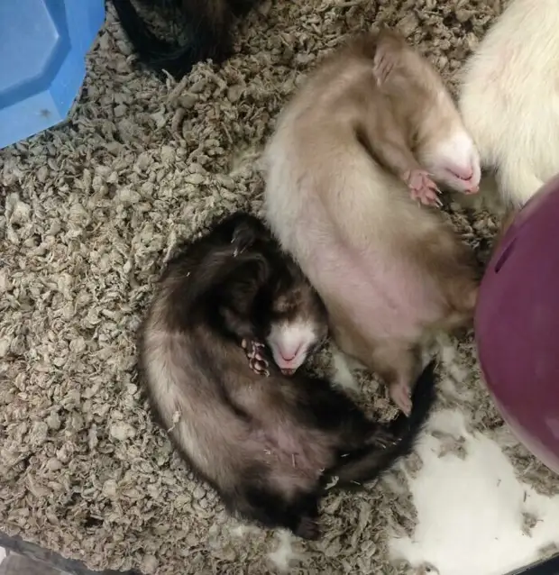 ���� � ������� ��� �������� ���������� � ���� ��������