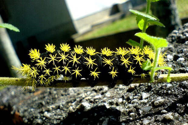 Удивительные гусеницы (4)