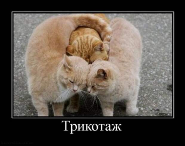 Демотиваторы с приколами, развеселят кого угодно.