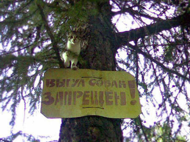 Прикольные таблички и объявления прикол, таблички и объявления., юмор