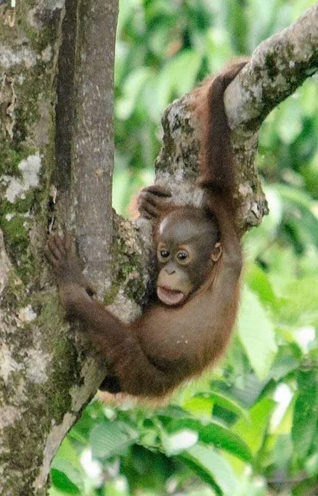 Comedy Wildlife Photo Awards 11