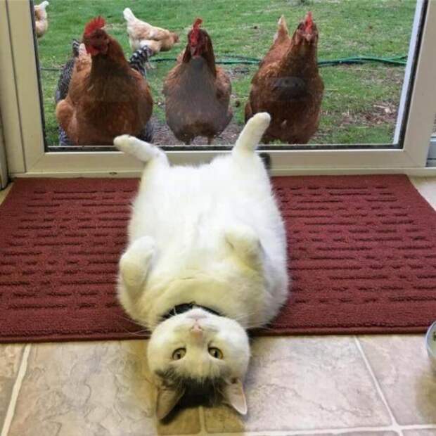 Субботний котопост картинки с надписями., смешные коты и кошки, фотоприколы