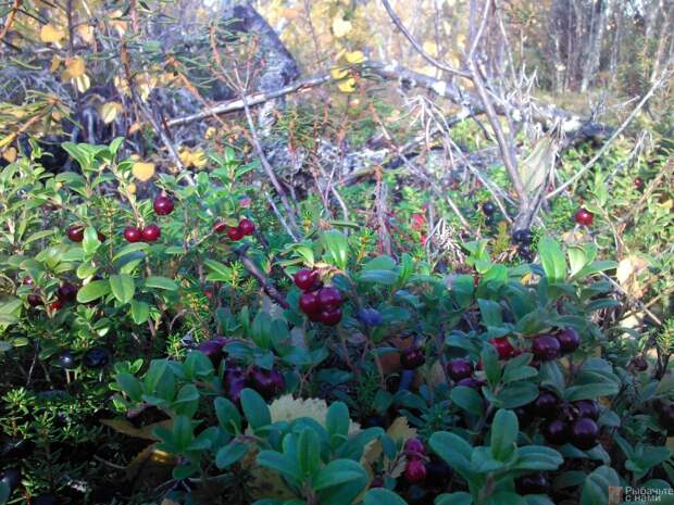 Брусника и вороника — ягоды, которые созревают на Кольском полуострове в разное время.