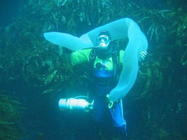 гигантские морские пиросомы
