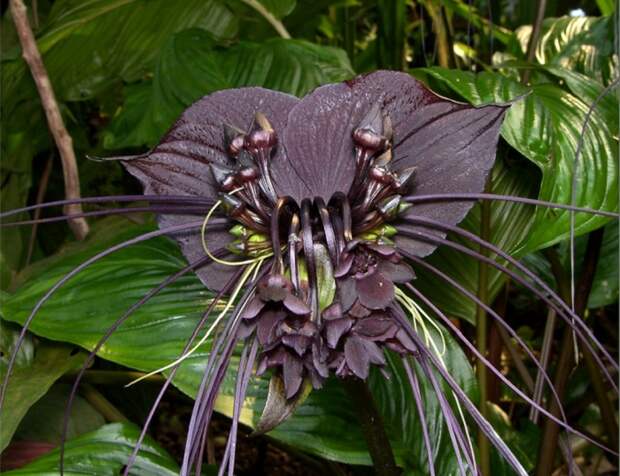 Тропический цветок, растущий в юго-восточной Азии и оазисной Африке на побережьях и в горных лесах, его также называют «черной лилией» или «цветком дьявола», существуют разновидности пурпурного и белого цвета.