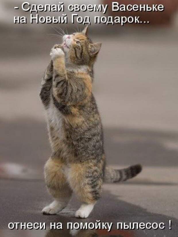 Котоматрицы на Новый год