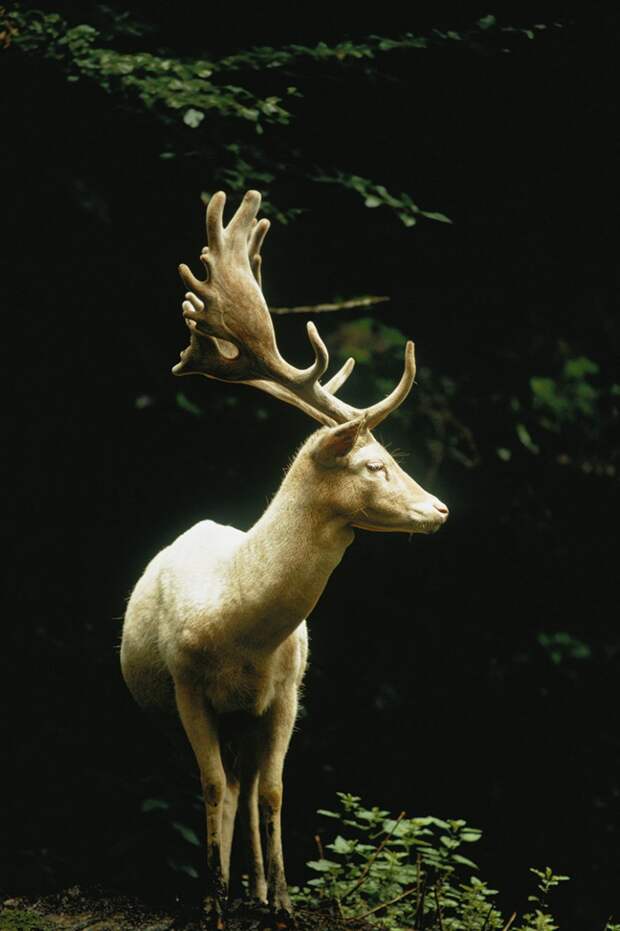 25 неопубликованных фотографий из архивов National Geographic
