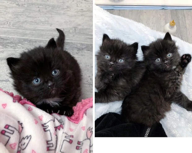 Без кота и жизнь не та
