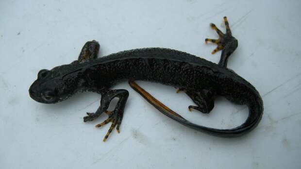 Завезенный на Урал хищник почти уничтожил популяцию редких животных