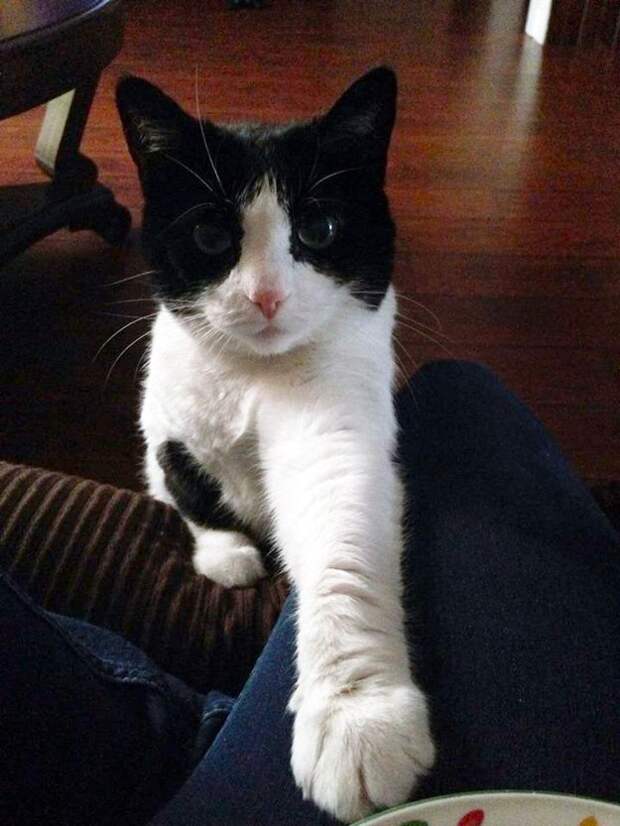 коты которые любят рождественское печенье (5)