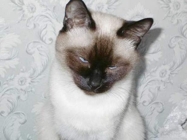 КОТ - СТРЕЛЕЦ
