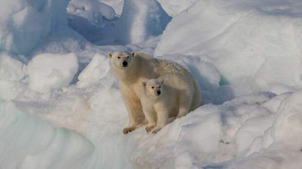 Самка белого медведя с медвежонком на Шпицбергене. Фото: AWeith