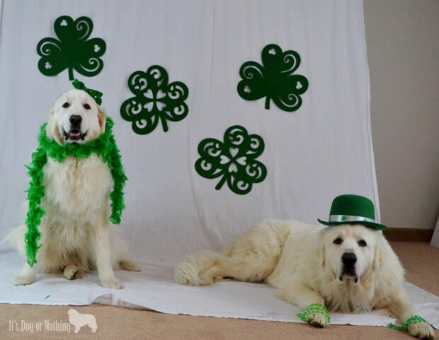 Great Pyrenees on St. Patrick's Day