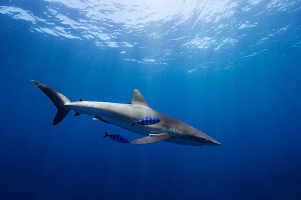 underwater-animal-photography-by-jorge-cervera-hauser-10