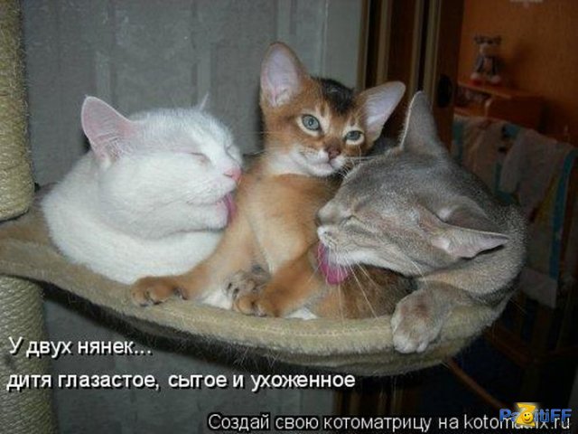 Котоматрица: Новый начальник
