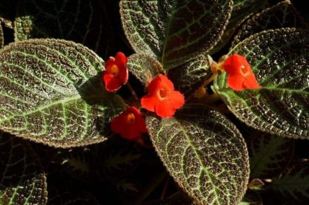 Эписция медная, или Эписция медно-красная (Episcia cupreata)