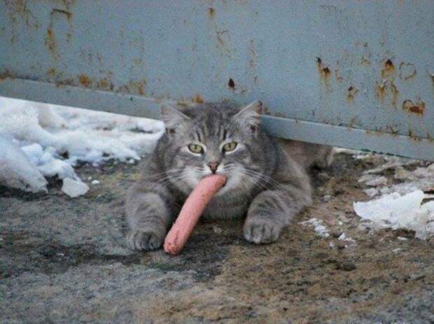 Прикольные котики коты, прикол, фото