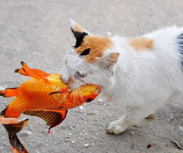 Как кот поймал золотую рыбку золотая рыбка, кот